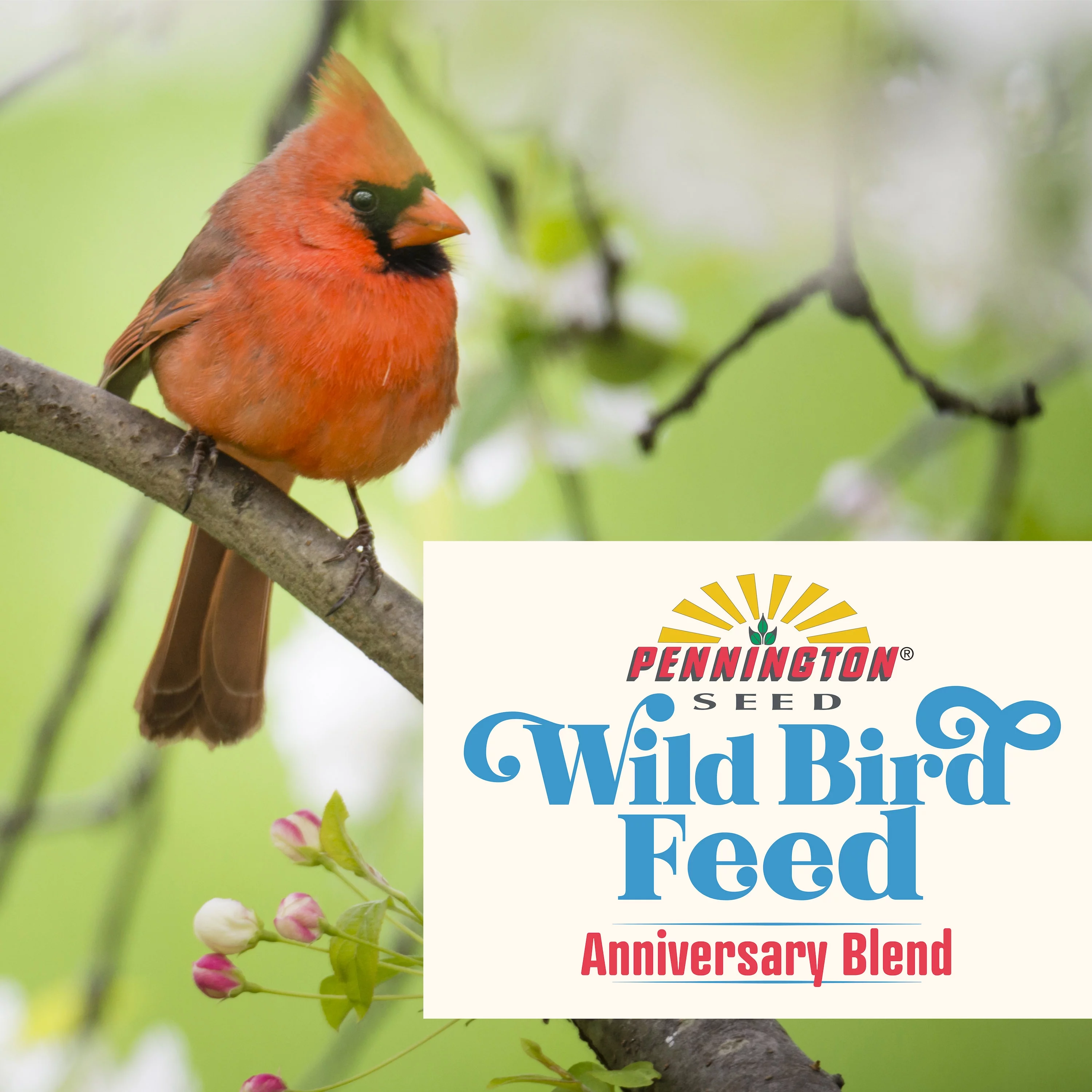 Pennington Classic Wild Bird Food, Anniversary Mix, 24 lb.. 1 Pack, Dry