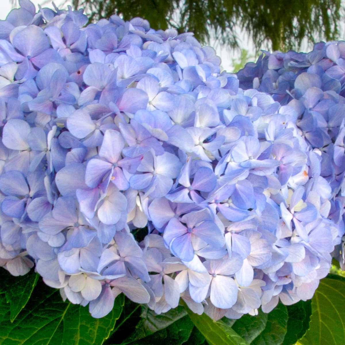 Nikko Blue Hydrangea, Deciduous Flowering Starter Shrub grown in a 4 inch pot(1-Pack)