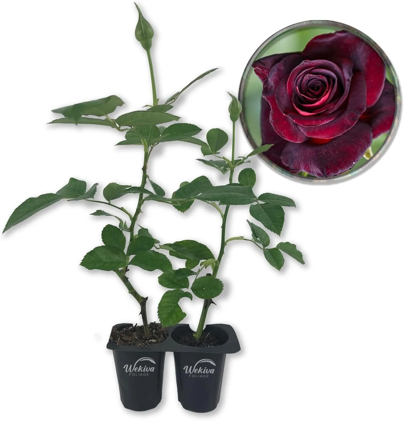 Baccara Rose Bush - 2 Live Starter Plants in 2 Inch Pots - Beautifully Fragrant Heirloom Rose from Florida - A Versatile Beauty with a Rich Fragrance