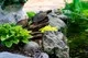 Aquascape Double Turtle on Log Pond Spitter/fountain