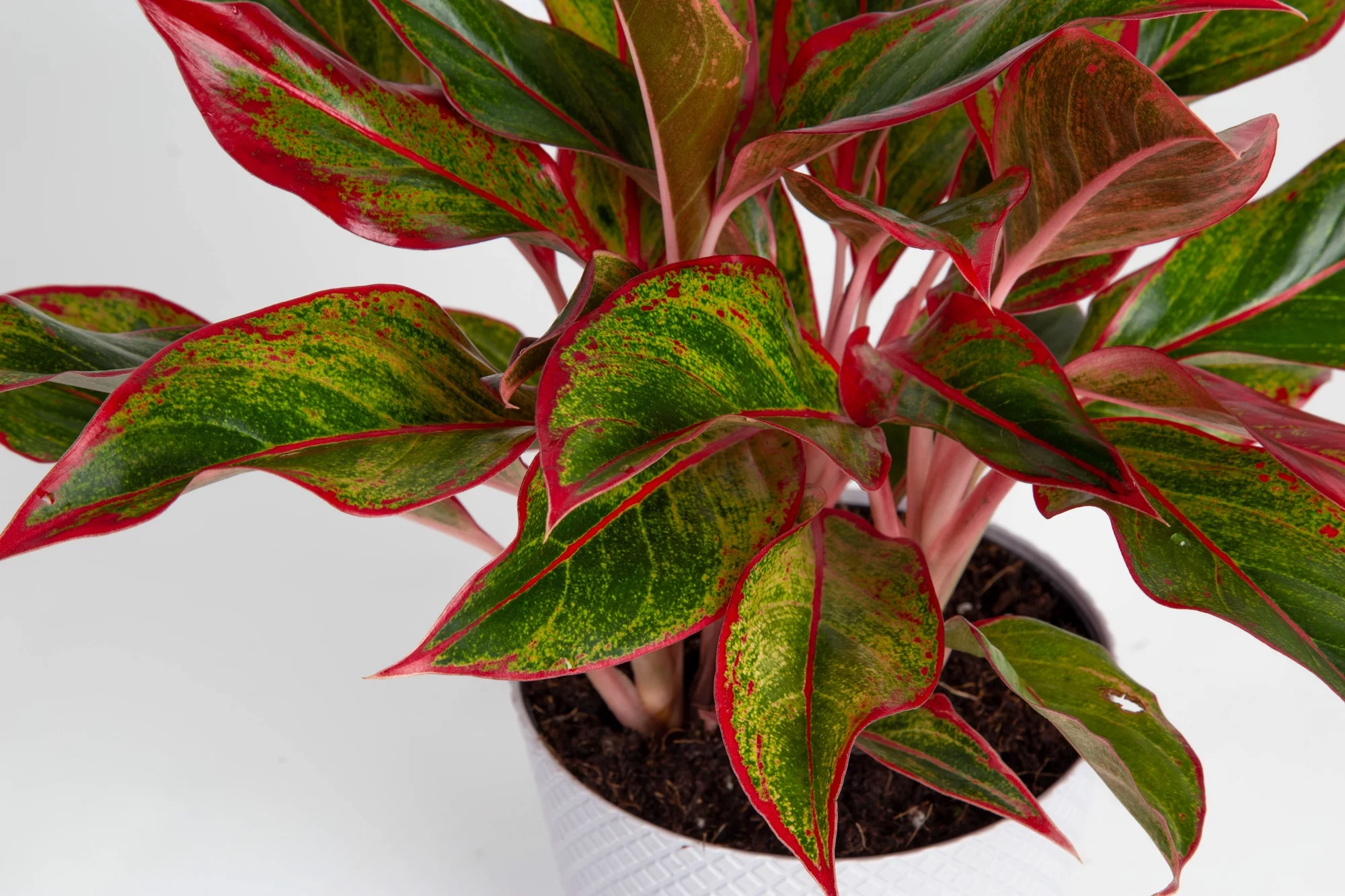 Costa Farms Better Homes & Gardens Live Indoor Green Bonsai Plant in 6in. Pot