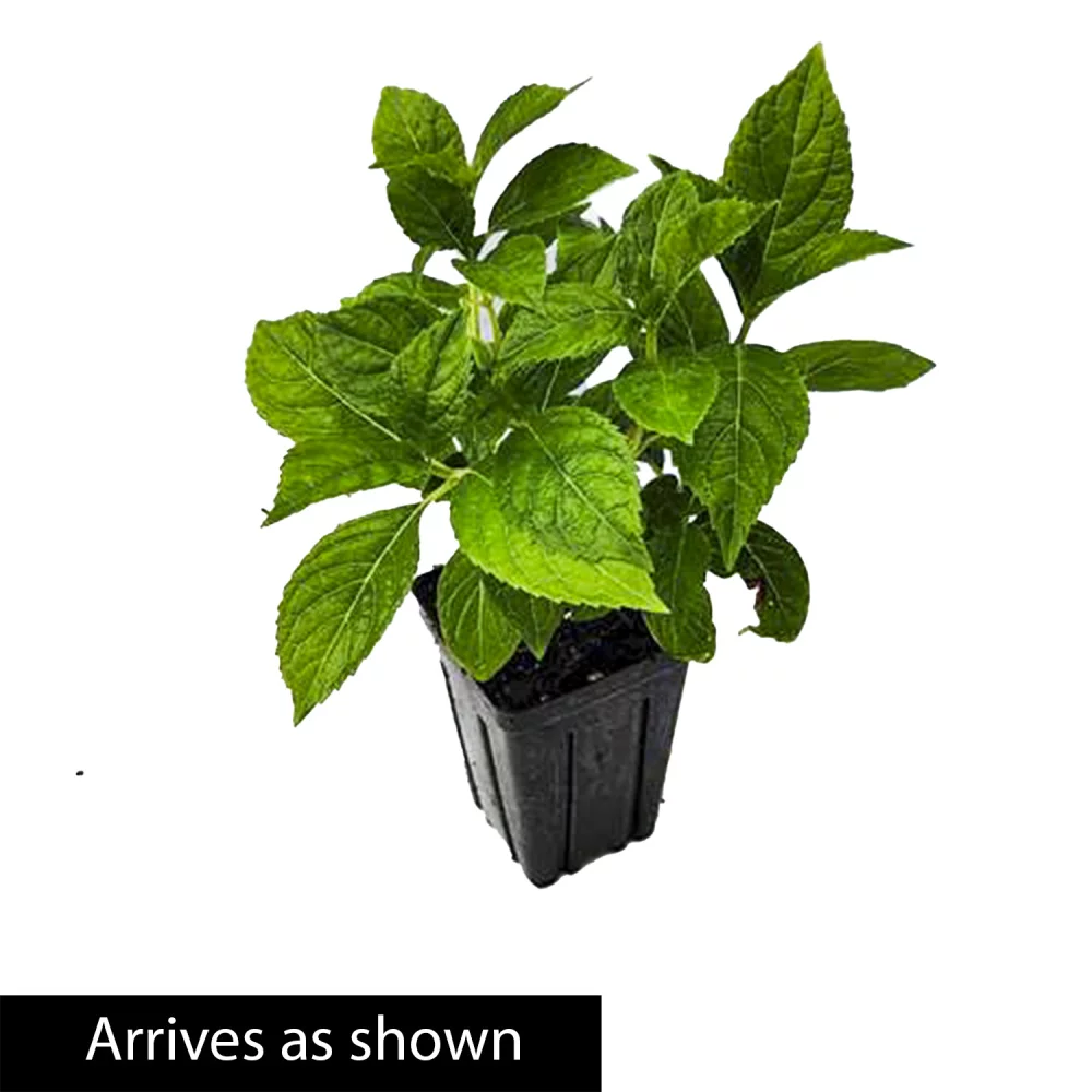 Nikko Blue Hydrangea, Deciduous Flowering Starter Shrub grown in a 4 inch pot(1-Pack)