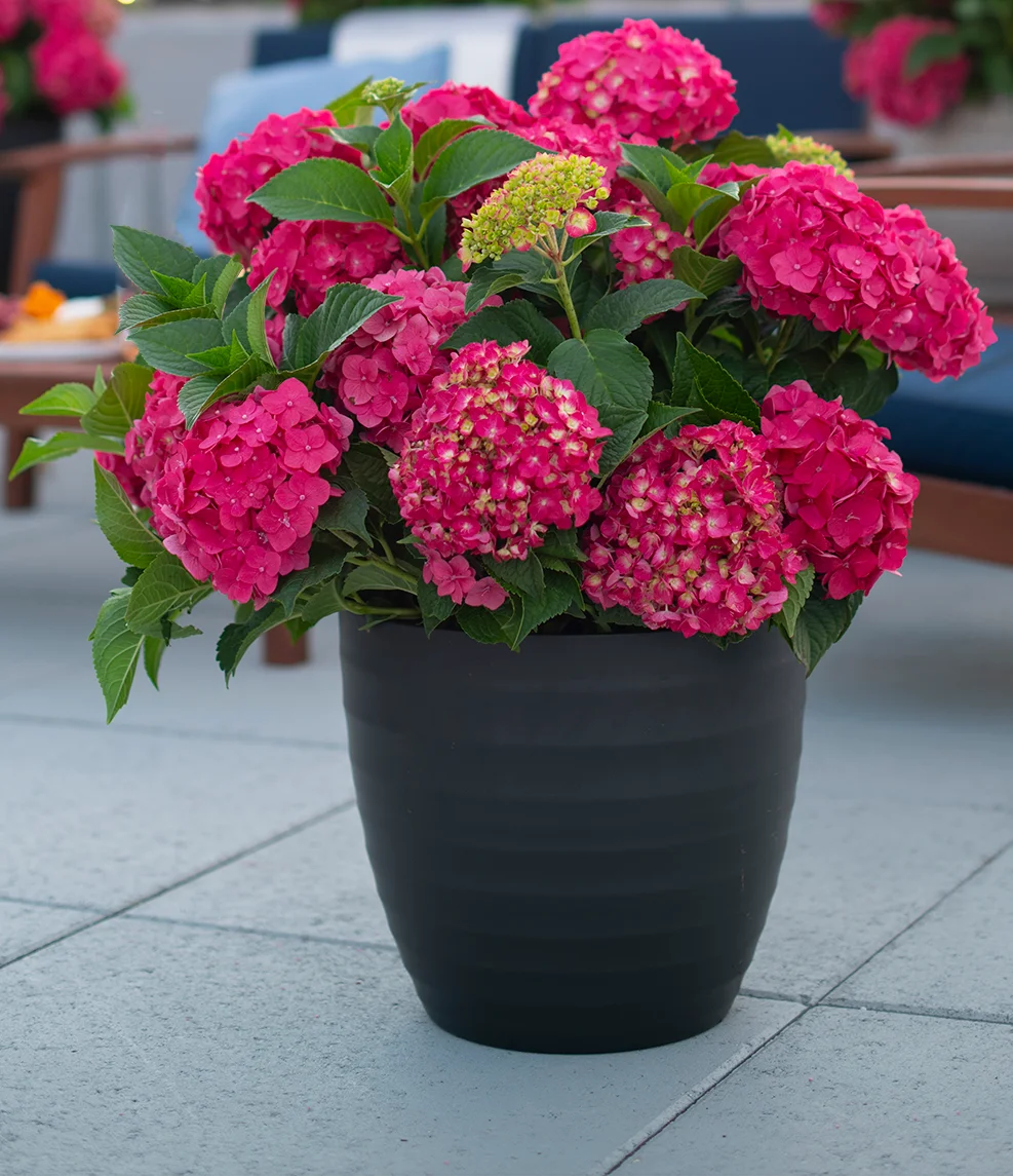 Endless Summer 1.0 GL Hydrangea Summer Crush Part Sun Flowering Shrub Live Plant