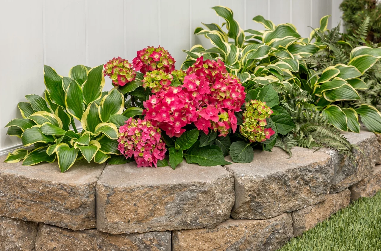 Endless Summer 1Gal Popstar Hydrangea Live Shrub Grower Pot Sun