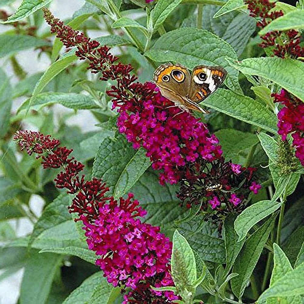 Attraction Butterfly Bush - Gallon Pot - Buddleia