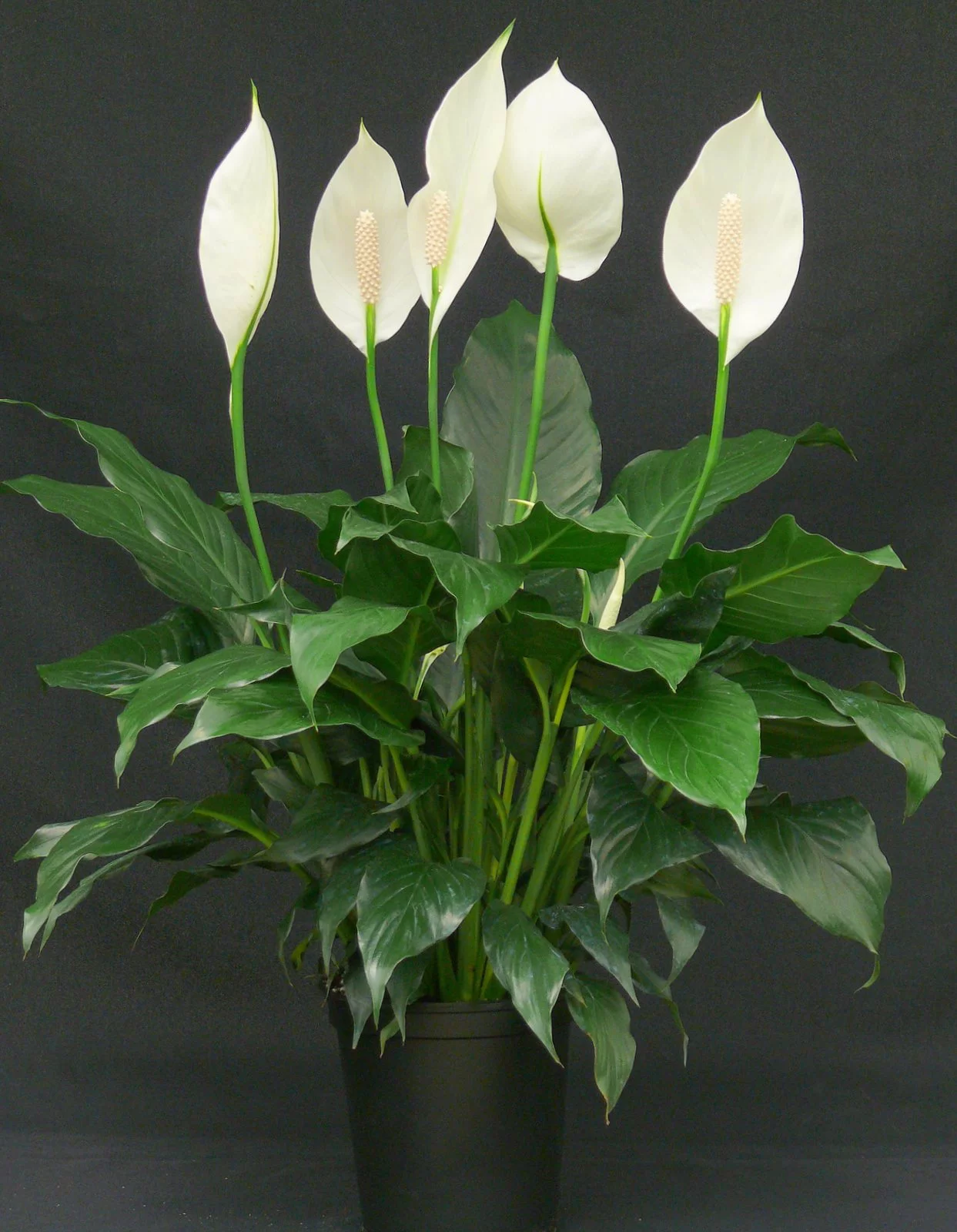 Plants with Benefits Live Indoor Green Peace Lily Plant in 10in. Pot