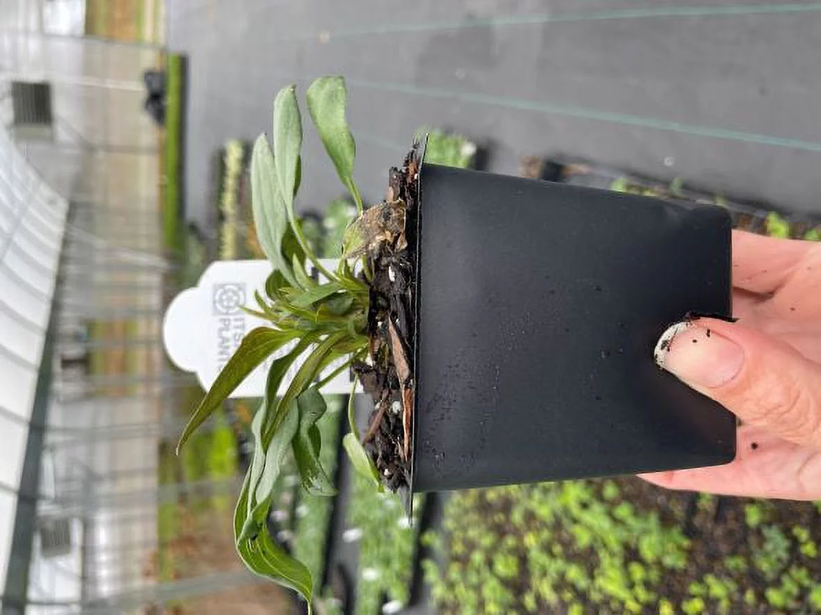 3 Big Sky 'Sundown' Coneflower/ Echinacea in 3.5 inch pots (one plant per pot) Deer Resistant!