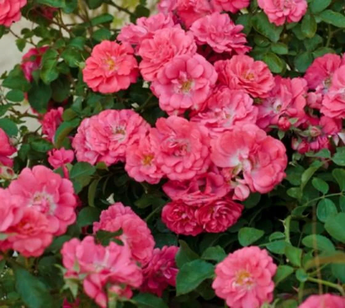Coral Drift® Groundcover Rose - Live Plant ( 1 QT ) | Repeat Blooms | Great Pollinator Shrub