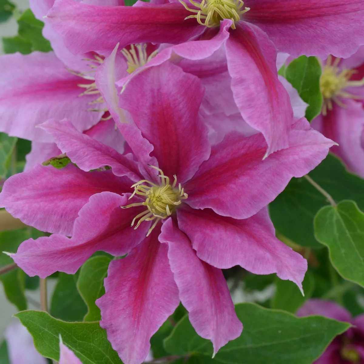 Spring Hill Nurseries Pink Flowering Vicki Clematis Vine, 4-Inch Potted Perennial Plant, 1-Pack