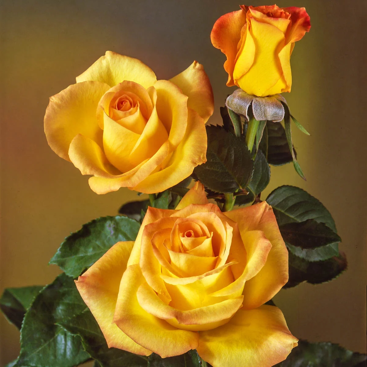 Gold Medal Dormant Bare Root Grandiflora Rose, Includes one dormant plant per order