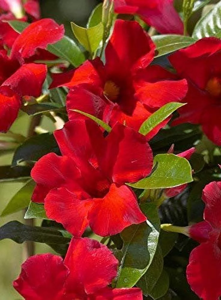 Mandevilla Tropical Plant, Giant Crimson Red Flower, Lot of 2 Starter Plants
