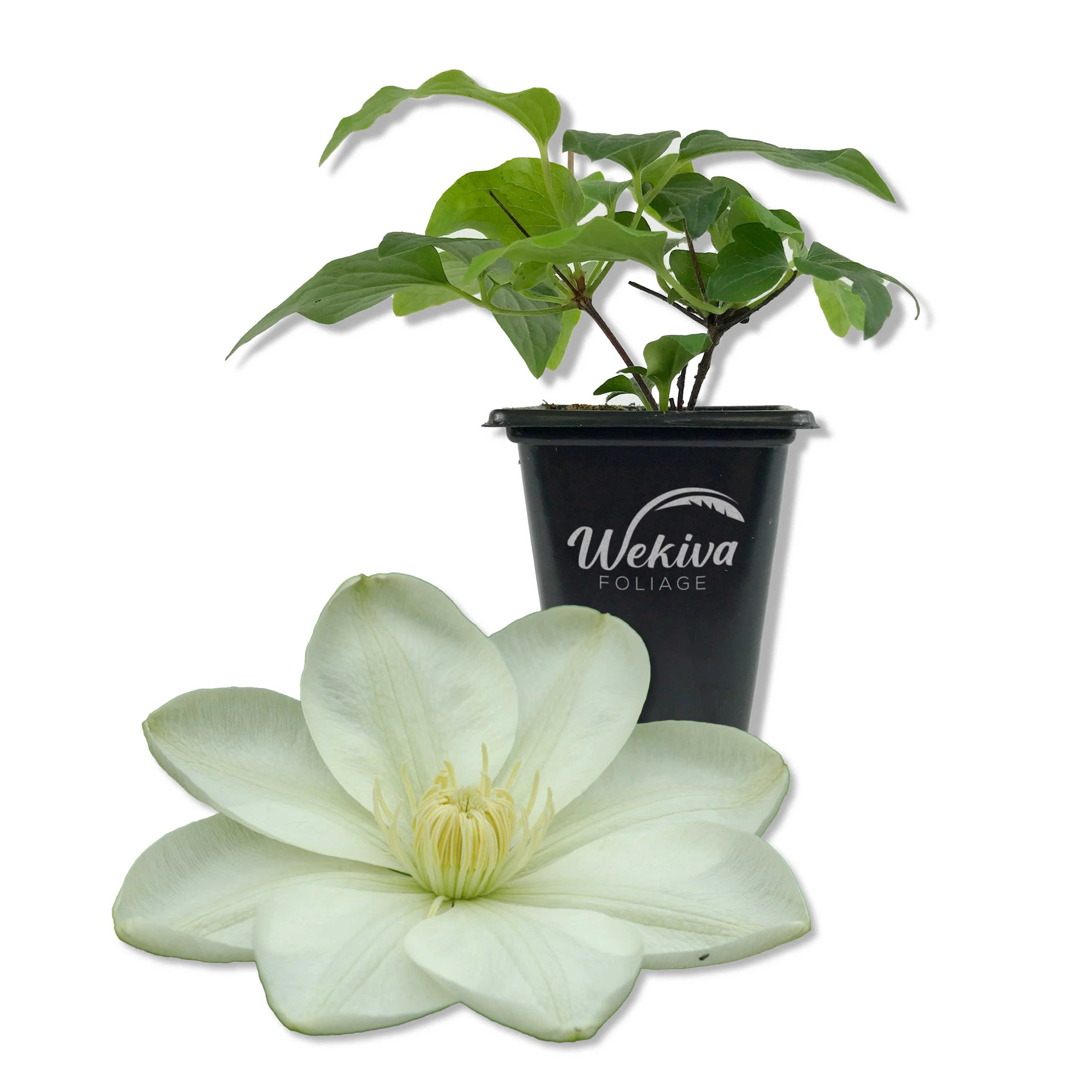 Clematis Guernsey Cream - Live Starter Plant in a 2 Inch Growers Pot - Starter Plants Ready for The Garden - Rare Clematis for Collectors