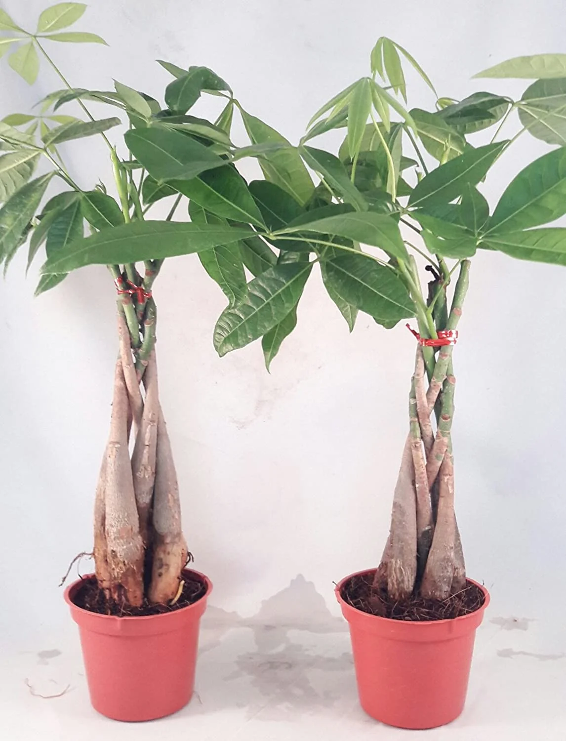 Two Money Tree 5 Plants Braided Into Pachira Tree