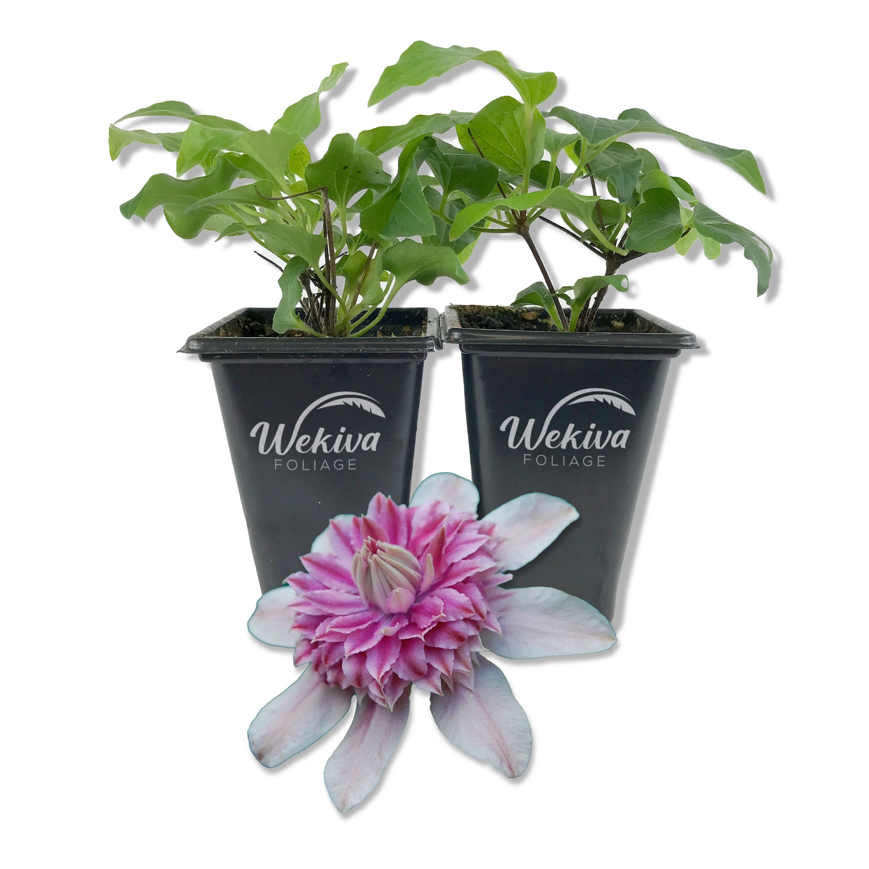 Clematis Josephine - 2 Live Starter Plants in 2 Inch Growers Pots - Starter Plants Ready for The Garden - Rare Clematis for Collectors