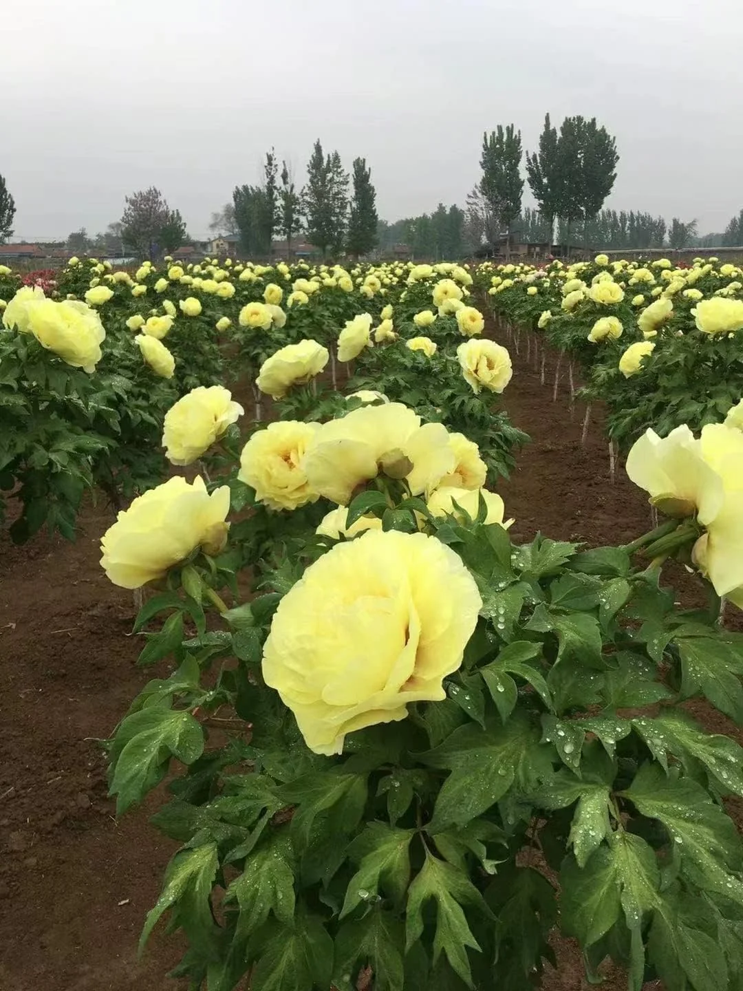 Itoh Perennial Peony - 1 Bare Root 3-5 Eye Plant Yellow or Red-Tree Peony up to 5' Tall (Yellow)