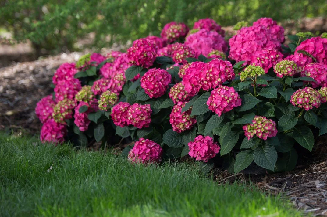 Endless Summer 1.0 GL Hydrangea Summer Crush Part Sun Flowering Shrub Live Plant