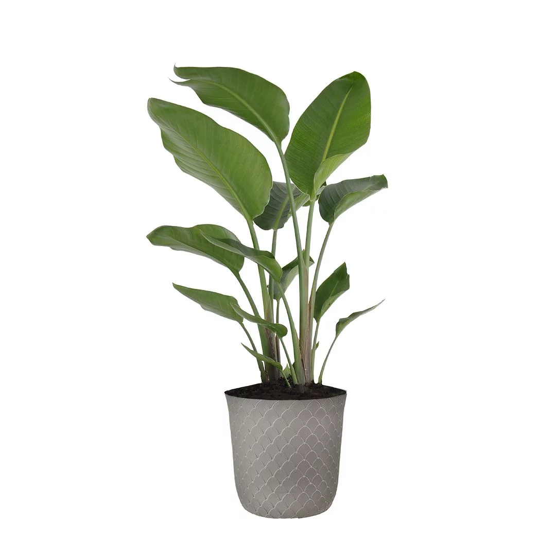 United Nursery Live White Bird of Paradise Houseplant 24-28in Tall in 10 inch Gray Bayside Decor Pot