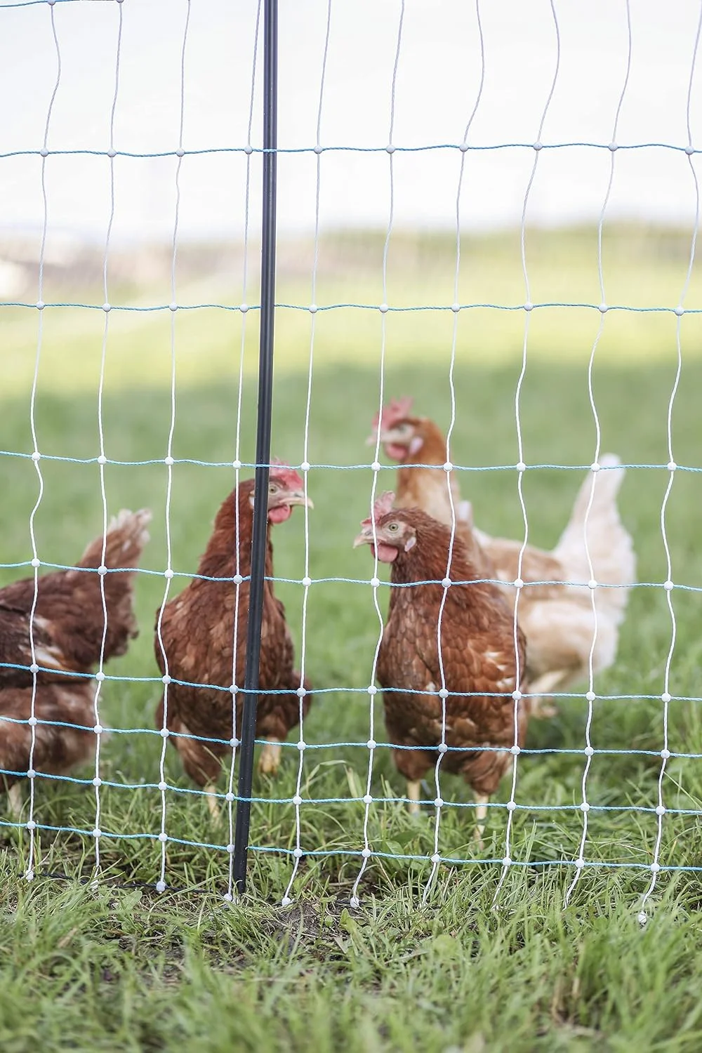 Standard Electric Poultry Netting 42