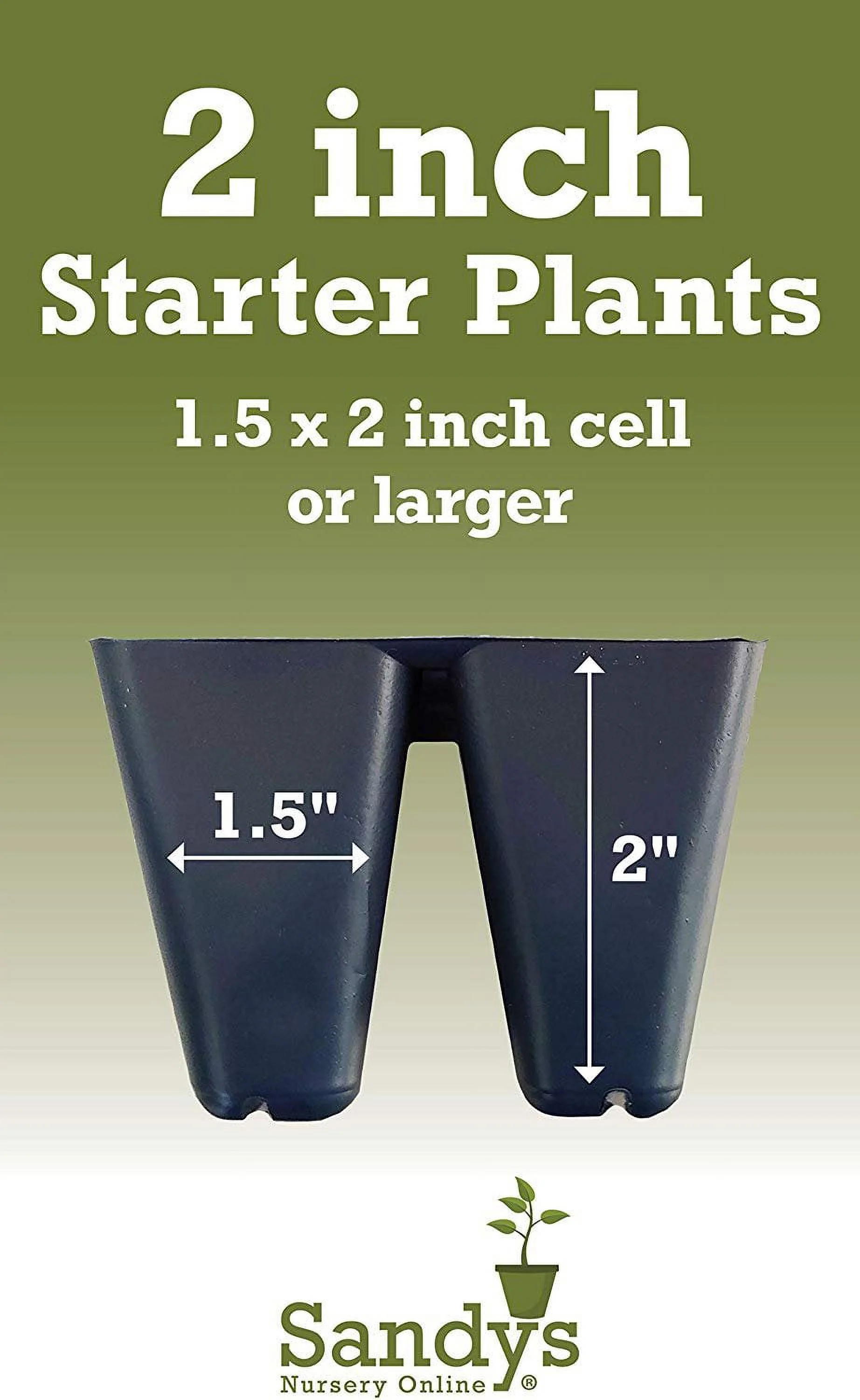 Mandevilla Tropical Plant, Giant Crimson Red Flower, Lot of 2 Starter Plants