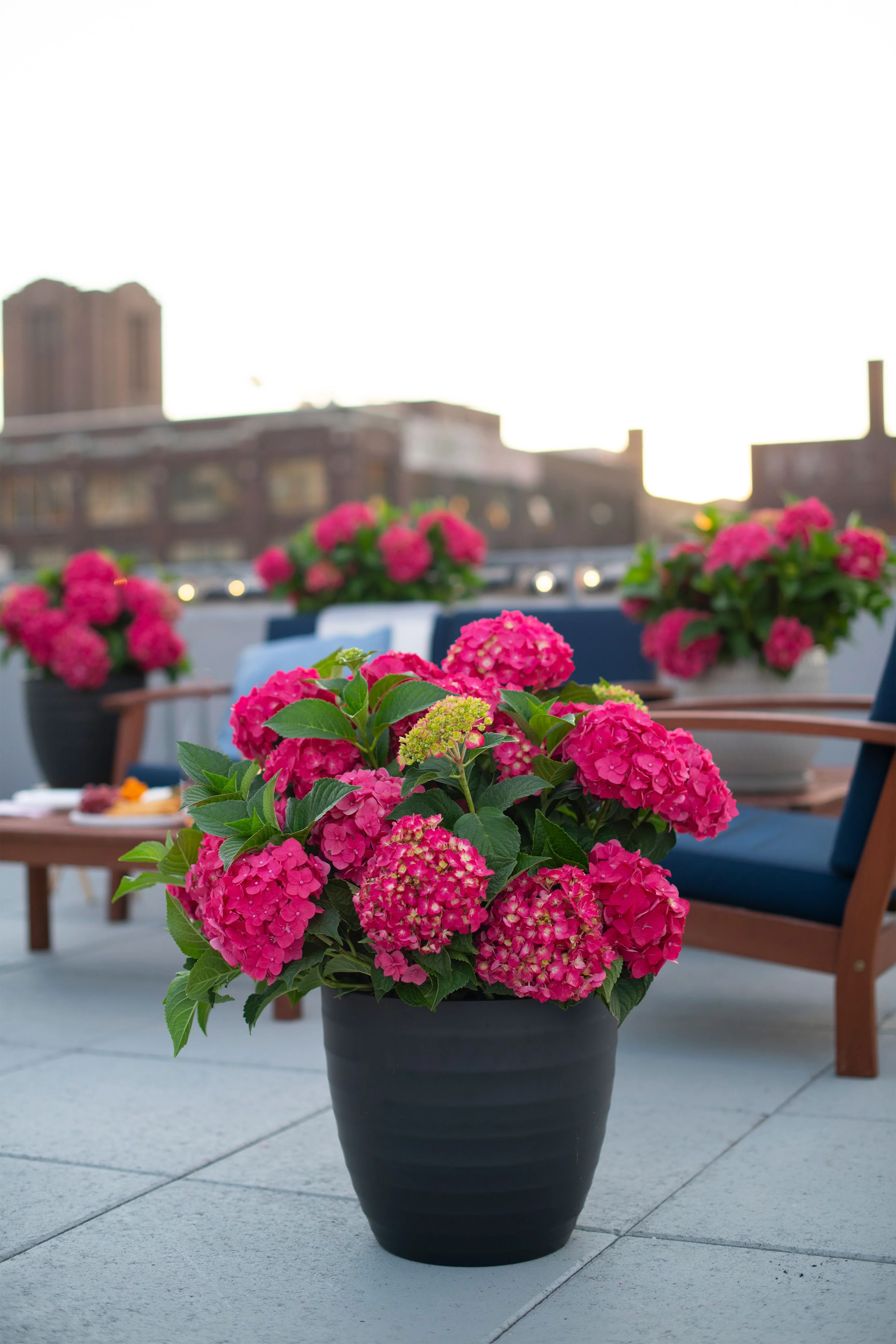 Endless Summer 1.0 GL Hydrangea Summer Crush Part Sun Flowering Shrub Live Plant