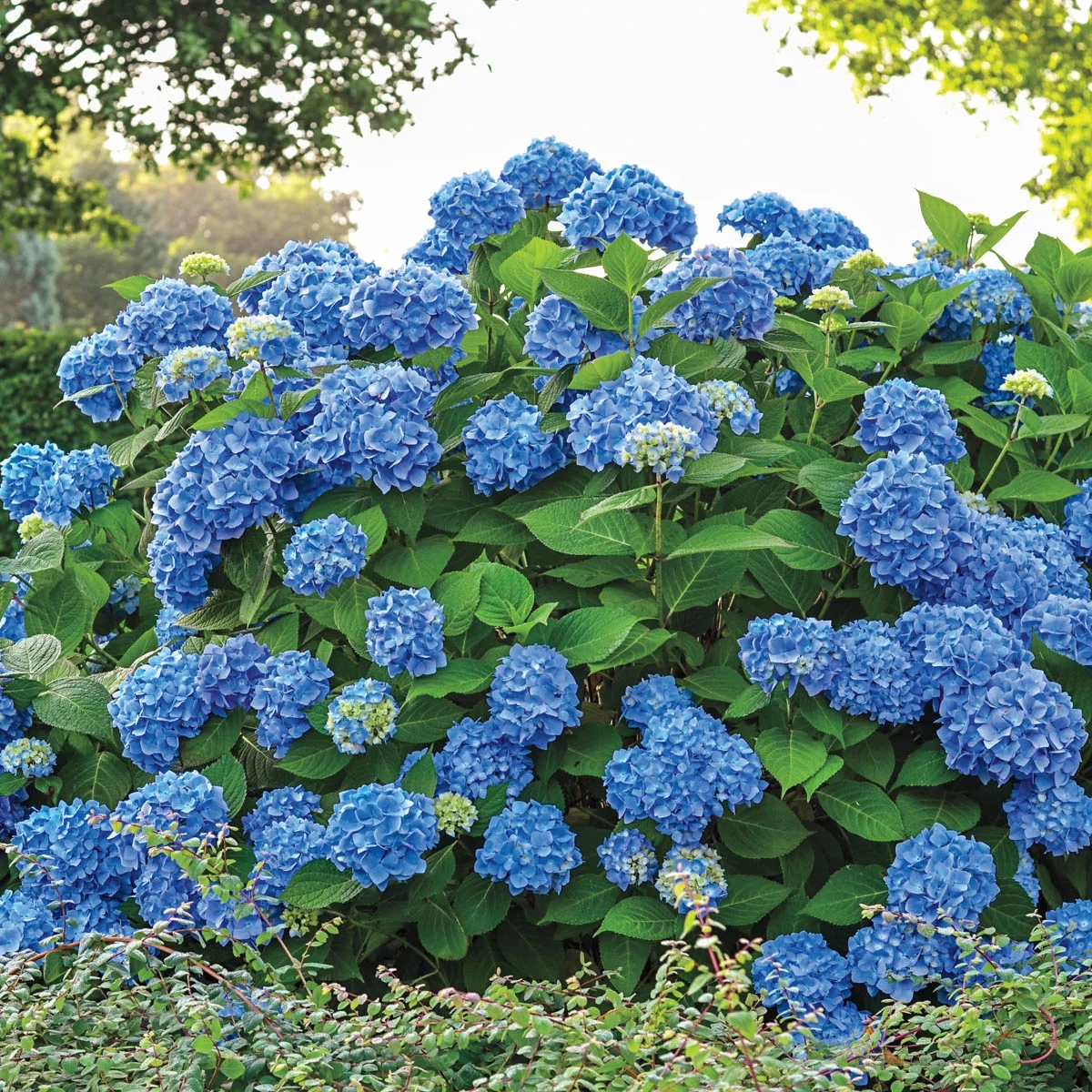 Nikko Blue Hydrangea, Deciduous Flowering Starter Shrub grown in a 4 inch pot(1-Pack)