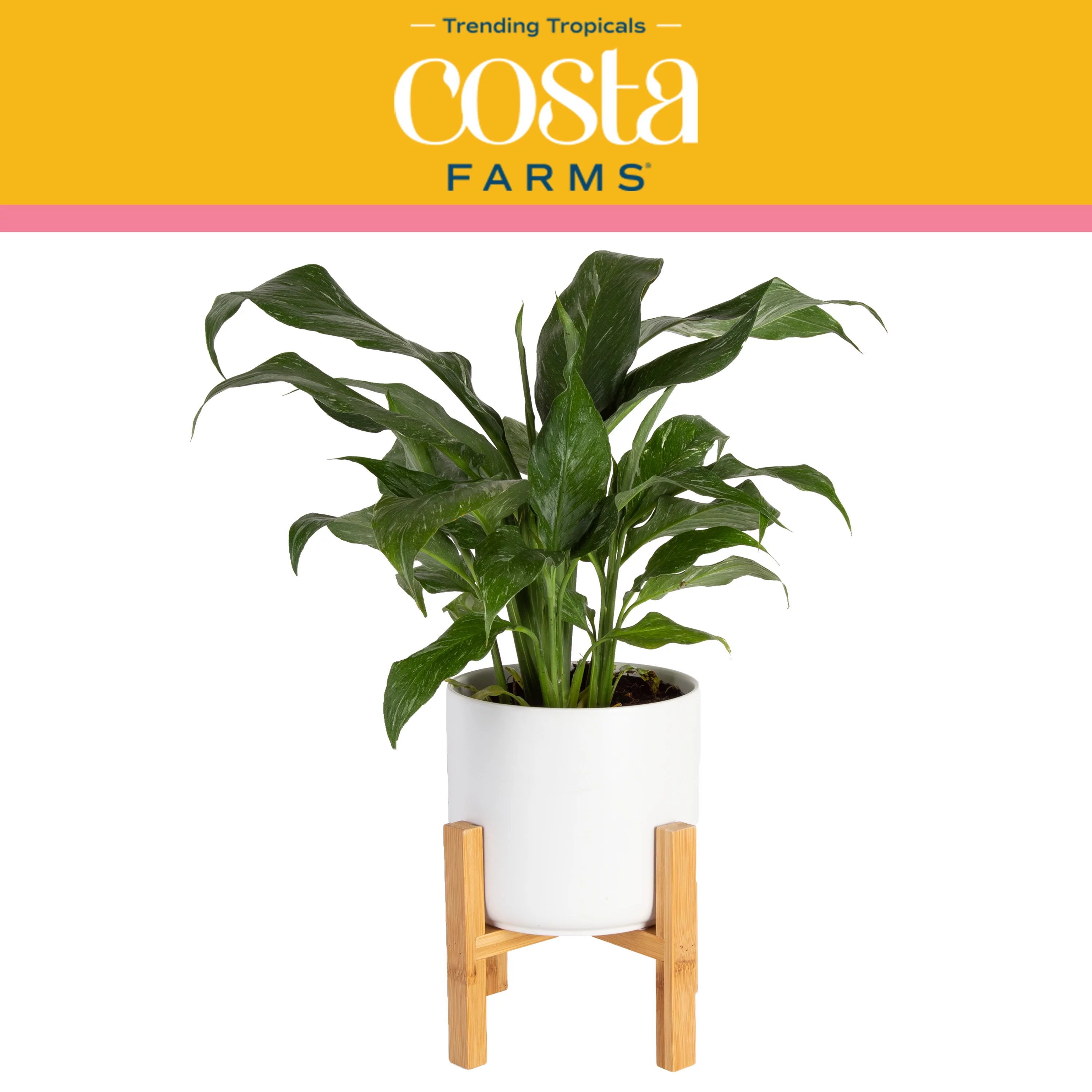 Live Indoor 15in. Tall White Peace, Indirect Sunlight Plant in 6in. Mid-Century Modern Planter