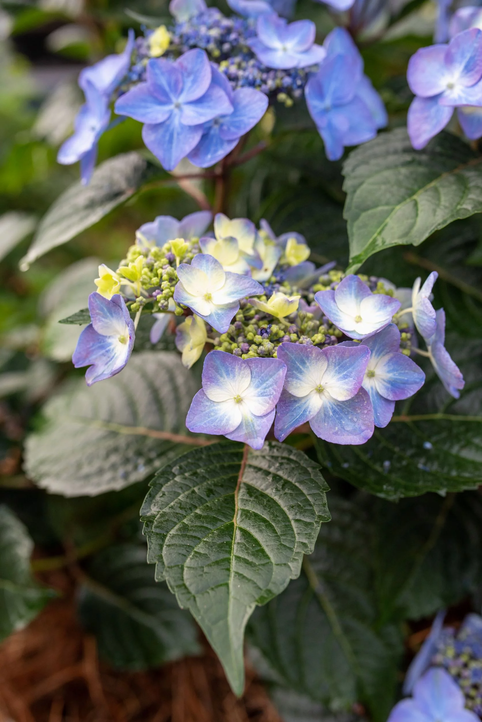 Endless Summer 3G Hydrangea Pop Star PPAF Live Shrubs Full Sun Bicolor