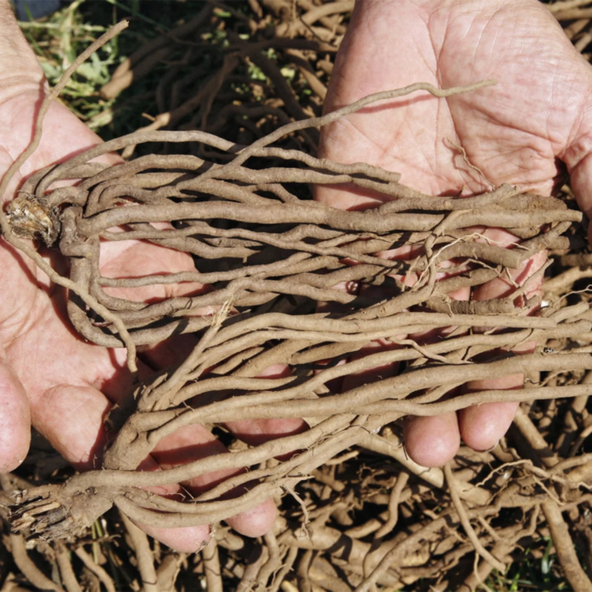 Van Zyverden Echinacea Cone Flower Mixed 10 Plant Roots Multicolor Full Sun Deer Resistant 2 lbs