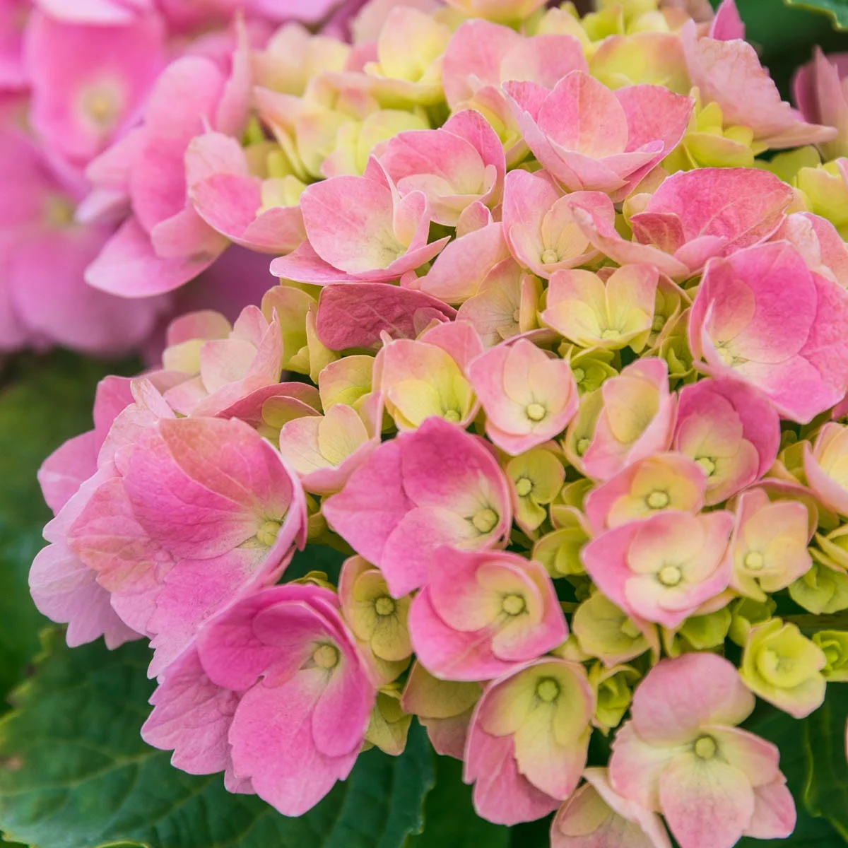 Nikko Blue Hydrangea, Deciduous Flowering Starter Shrub grown in a 4 inch pot(1-Pack)