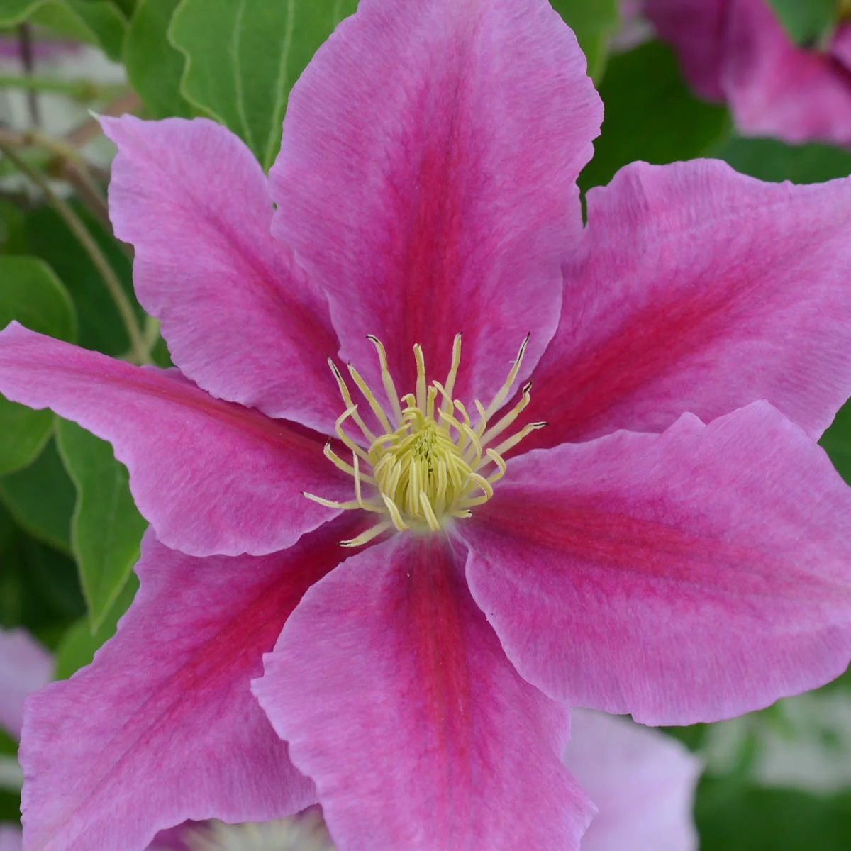 Spring Hill Nurseries Pink Flowering Vicki Clematis Vine, 4-Inch Potted Perennial Plant, 1-Pack