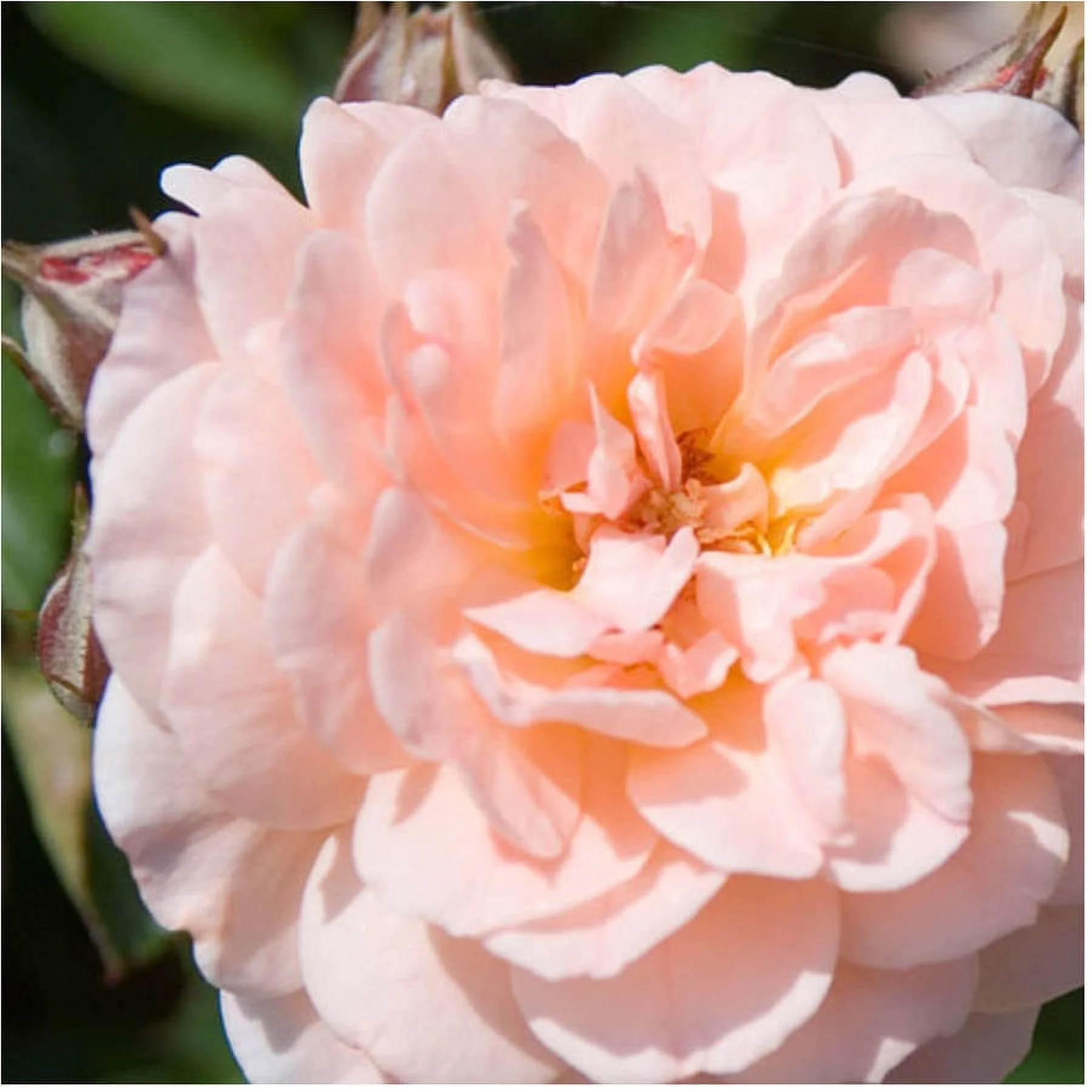 Apricot Drift Rose (1 Gallon) Low-Growing Deciduous Flowering Shrub - Full Sun Live Outdoor Plant