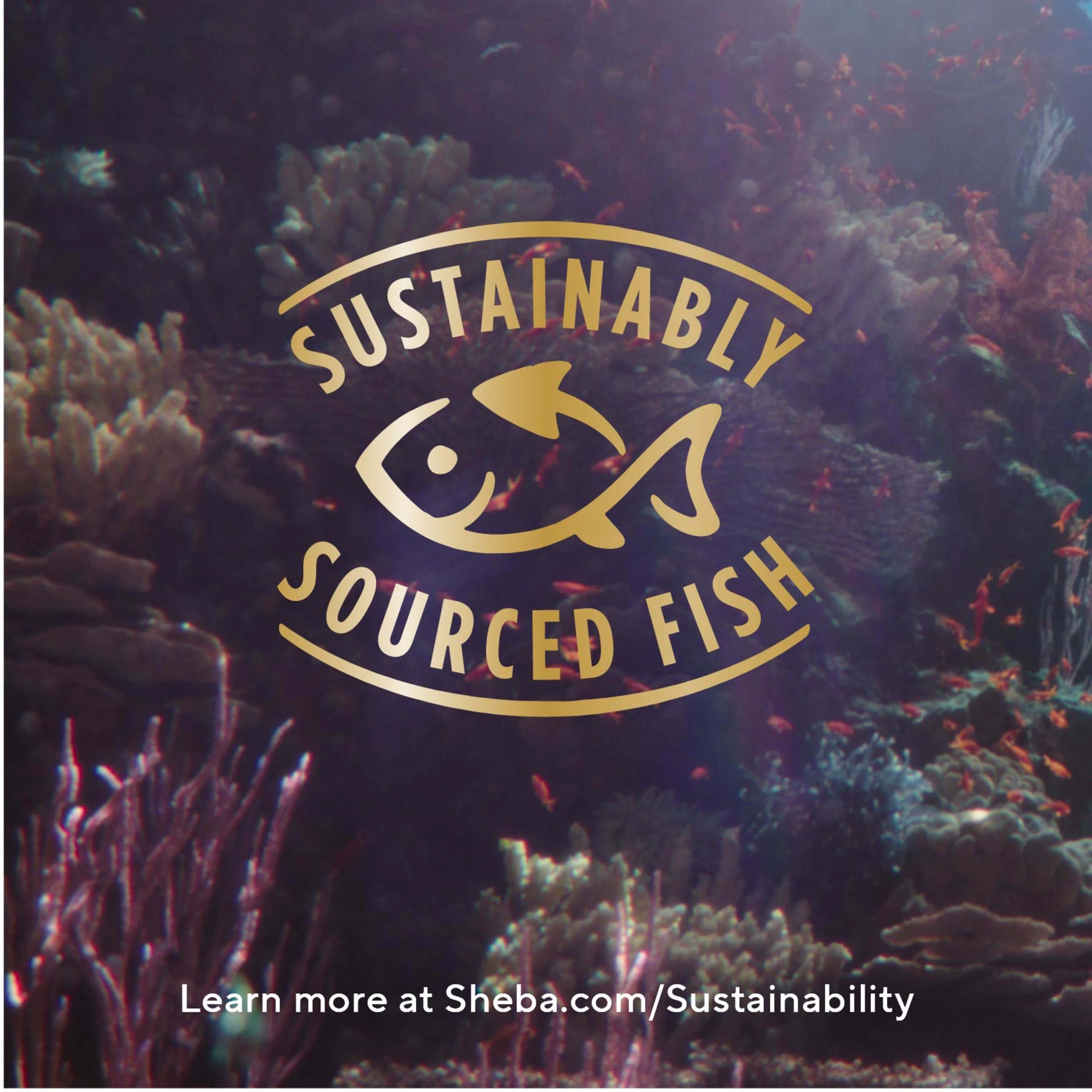 Sheba Perfect Portions Cat Food Cuts in Gravy Salmon, Trout, & Sustainable Tuna Entrée, Variety Pack