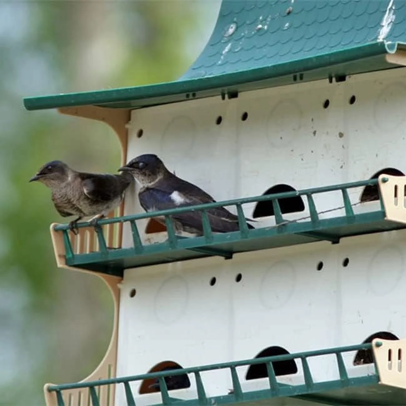 Purple Martin House, 12 Room