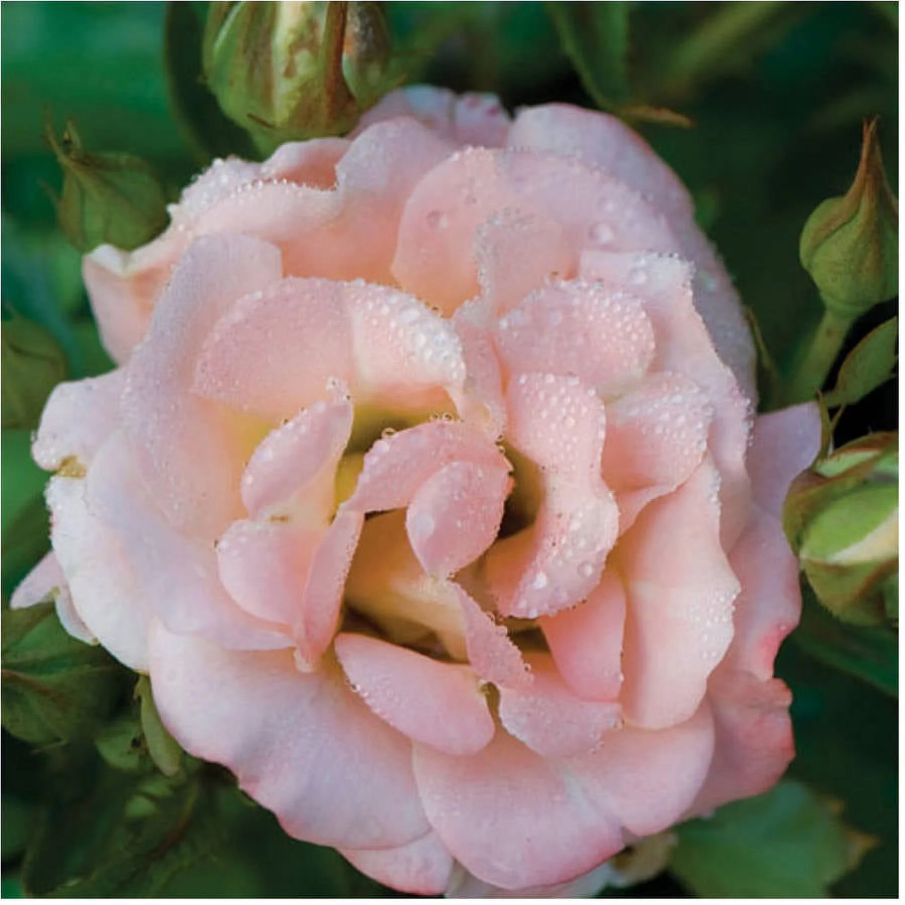 Peach Drift Rose (1 Gallon) Low-Growing Groundcover Deciduous Flowering Shrub - Full Sun Live Outdoor Plant
