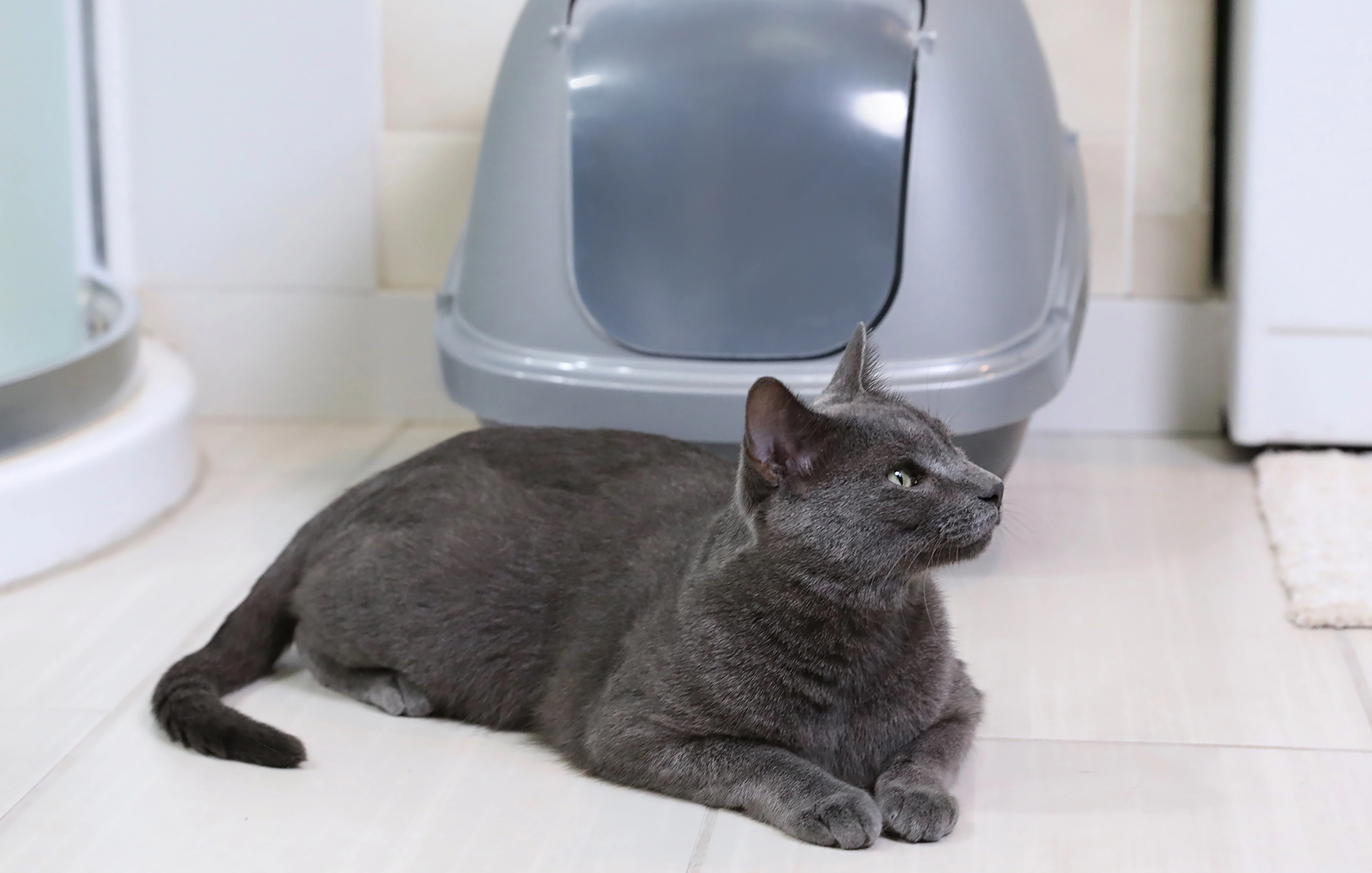 Petmate Basic Hooded Enclosed Cat Litter Pan Covered Plastic Box with Door, Large, Blue Silver