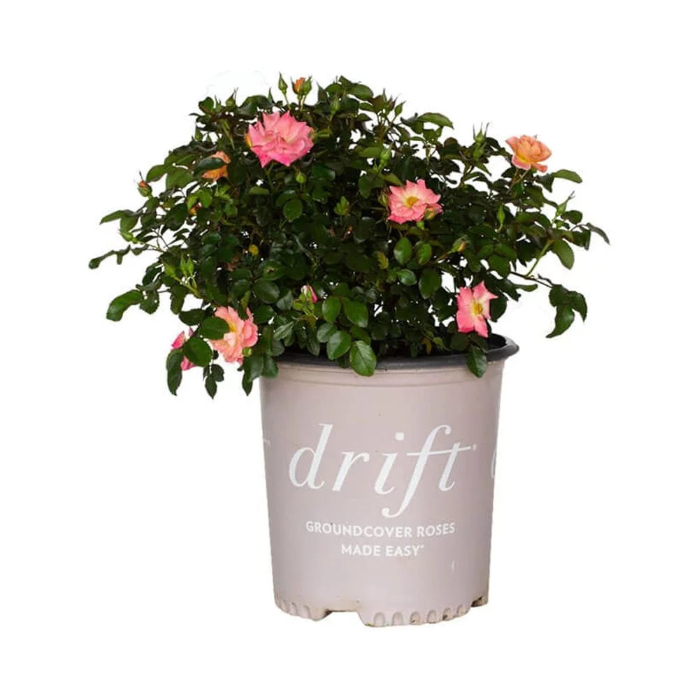 Peach Drift Rose (1 Gallon) Low-Growing Groundcover Deciduous Flowering Shrub - Full Sun Live Outdoor Plant