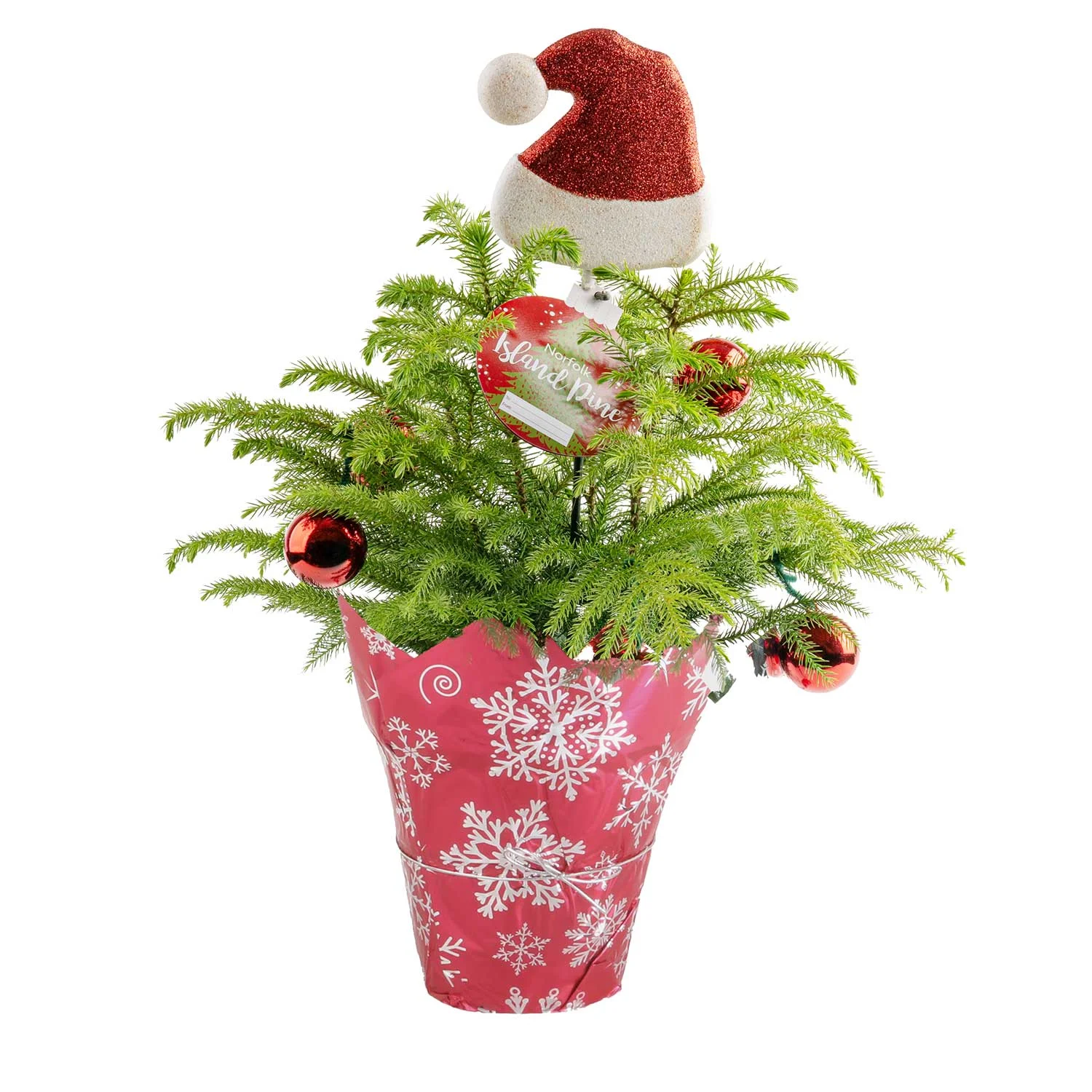 Costa Farm Live Indoor 18in. Tall Christmas Tree; Direct Sunlight Plant in 6in. Holiday Wrap and Decorations