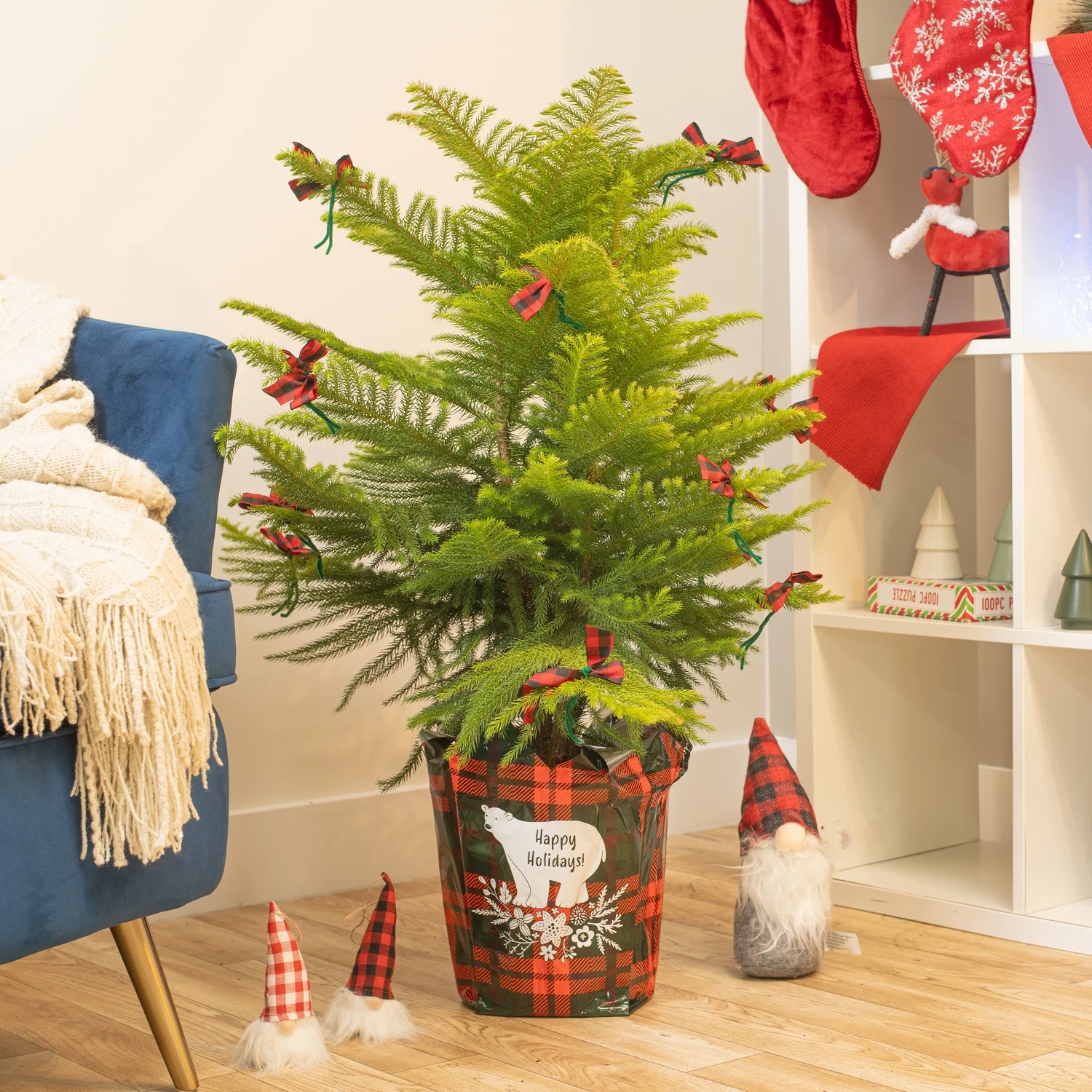 Costa Farms Live Indoor 24 to 28in. Tall Christmas Tree 10in. Holiday Gift Wrap Pot with Decorative Bows