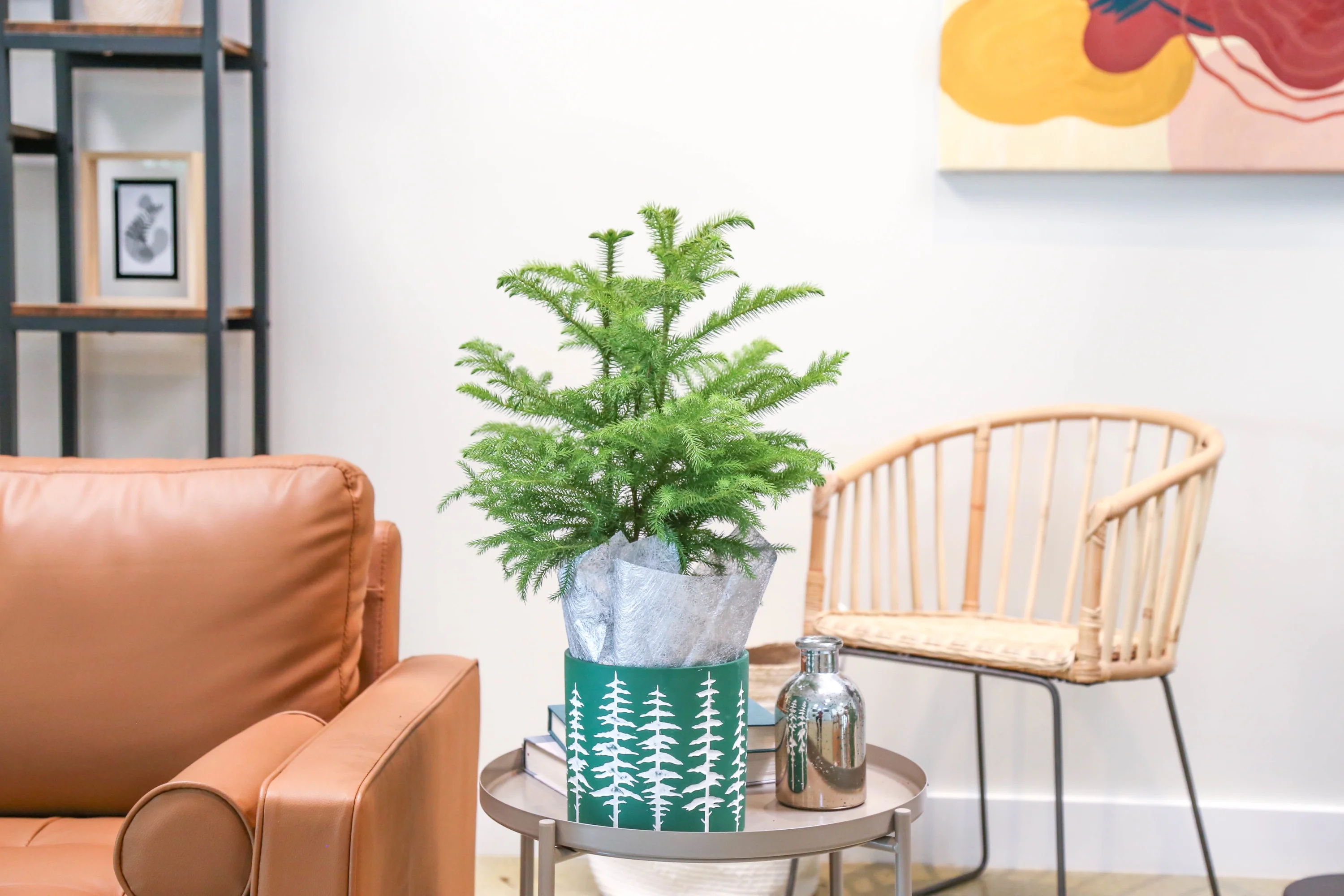 Costa Farms Live Indoor 18in. Tall Christmas Tree; Bright, Direct Sunlight Plant in 6in. Christmas Green Ceramic Planter