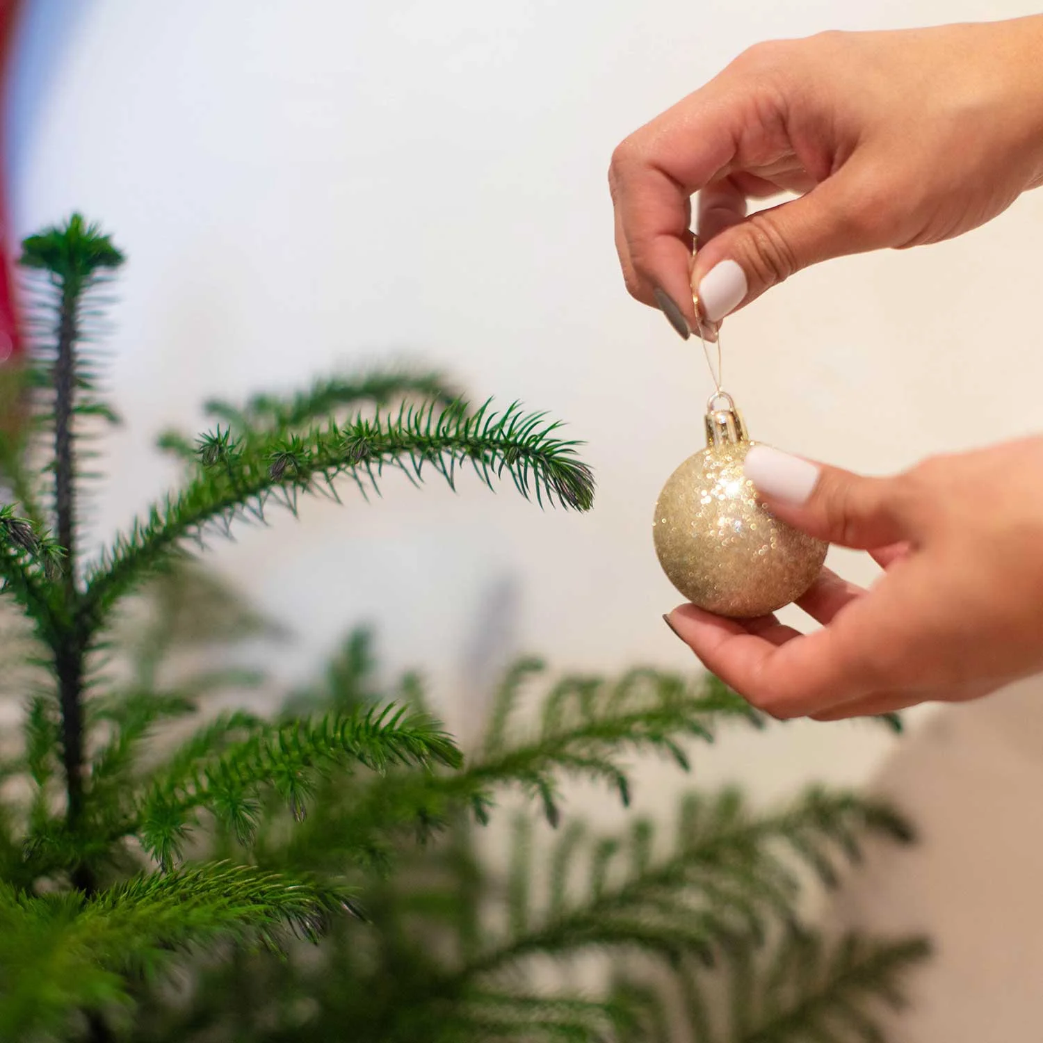 Costa Farms Live Indoor 12in. Tall Christmas trees; Direct Sunlight Plant in 4in. Pot Holiday decor, 8-Pack